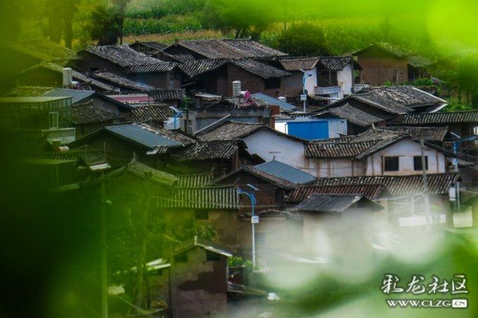 加入斑鸠的繁殖期,与知识达人共享学习乐趣!